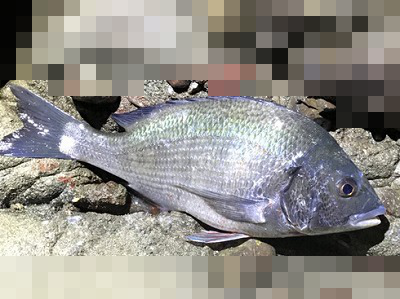 f:id:puchitenshi:20180130233038p:plain f:id:puchitenshi:20180130233038p:plain