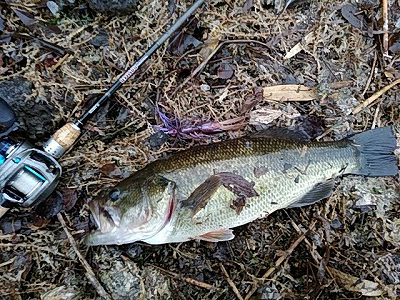 f:id:puchitenshi:20180228004527p:plain f:id:puchitenshi:20180228004527p:plain