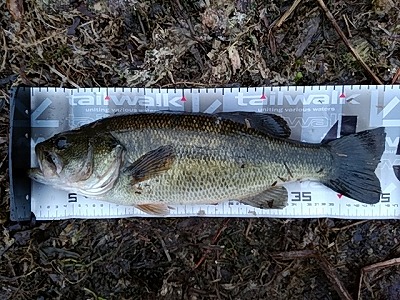 f:id:puchitenshi:20180228004538j:plain f:id:puchitenshi:20180228004538j:plain