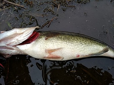 f:id:puchitenshi:20180228004551j:plain f:id:puchitenshi:20180228004551j:plain