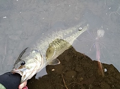 f:id:puchitenshi:20180228004645j:plain f:id:puchitenshi:20180228004645j:plain