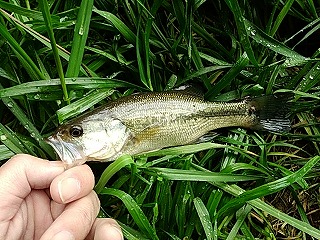 f:id:puchitenshi:20180320185142j:plain