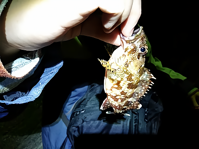 f:id:puchitenshi:20180417223541p:plain