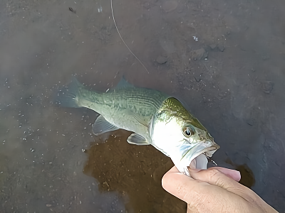 f:id:puchitenshi:20180504000014p:plain