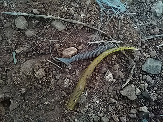 f:id:puchitenshi:20180504000039p:plain