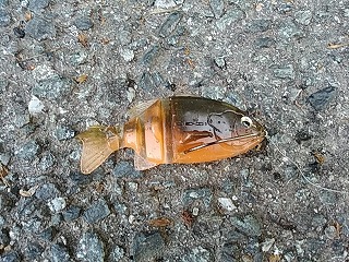 f:id:puchitenshi:20180514100001j:plain