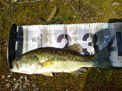 f:id:puchitenshi:20180515013555p:plain