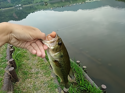 f:id:puchitenshi:20180521060822p:plain f:id:puchitenshi:20180521060822p:plain