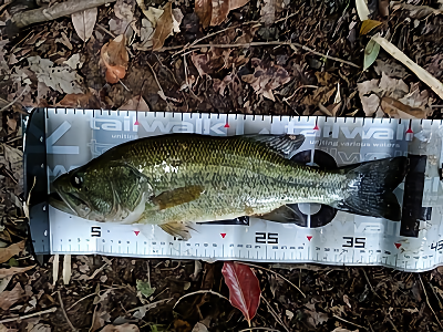 f:id:puchitenshi:20180521061003p:plain f:id:puchitenshi:20180521061003p:plain