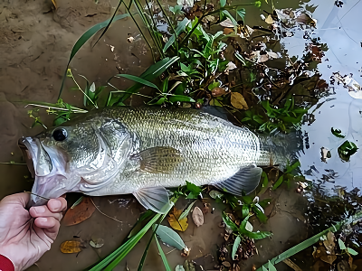 f:id:puchitenshi:20180521061159p:plain f:id:puchitenshi:20180521061159p:plain