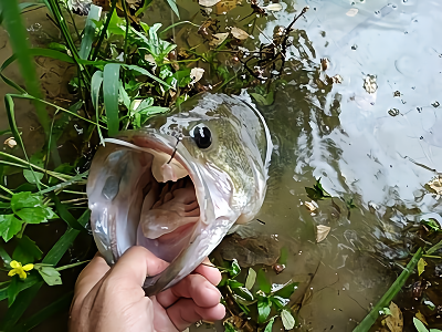 f:id:puchitenshi:20180521061213p:plain f:id:puchitenshi:20180521061213p:plain