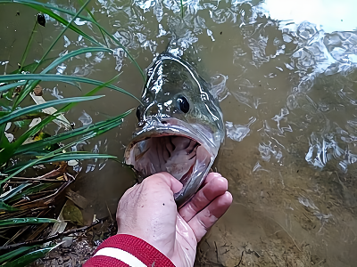 f:id:puchitenshi:20180521061628p:plain f:id:puchitenshi:20180521061628p:plain