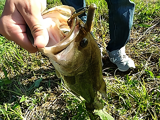 f:id:puchitenshi:20180611120708p:plain f:id:puchitenshi:20180611120708p:plain