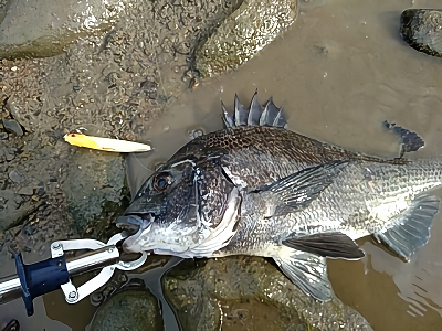 f:id:puchitenshi:20180619175218p:plain