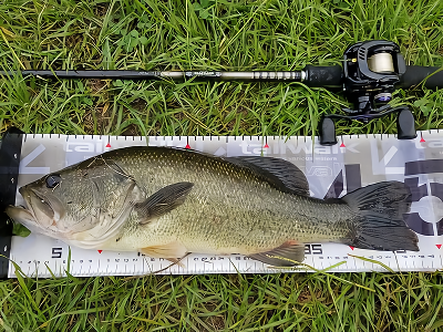 f:id:puchitenshi:20180801103104p:plain f:id:puchitenshi:20180801103104p:plain