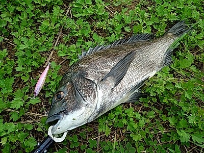 f:id:puchitenshi:20180803021347j:plain f:id:puchitenshi:20180803021347j:plain