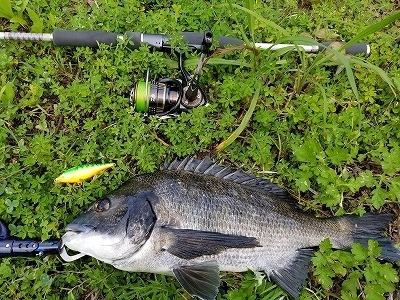 f:id:puchitenshi:20180803021409j:plain f:id:puchitenshi:20180803021409j:plain