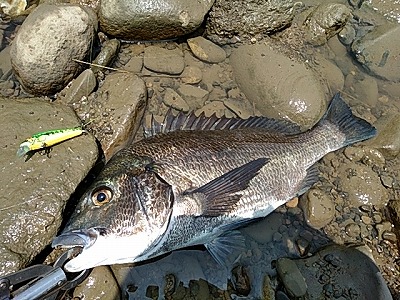 f:id:puchitenshi:20180803021440j:plain f:id:puchitenshi:20180803021440j:plain