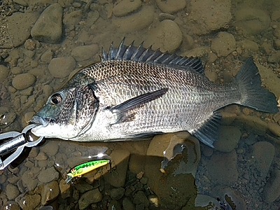 f:id:puchitenshi:20180803021456j:plain f:id:puchitenshi:20180803021456j:plain