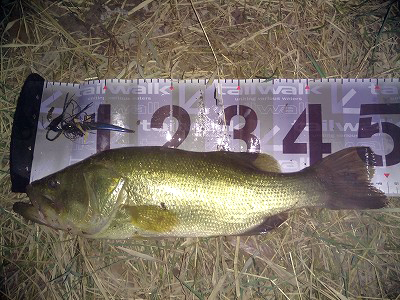 f:id:puchitenshi:20180902021057p:plain