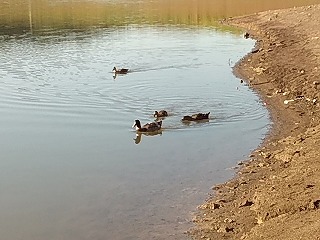 f:id:puchitenshi:20181103132509j:plain f:id:puchitenshi:20181103132509j:plain