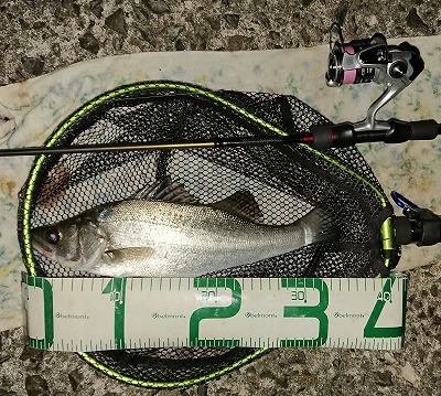 f:id:puchitenshi:20181107004340j:plain