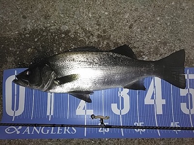 f:id:puchitenshi:20190129105156j:plain f:id:puchitenshi:20190129105156j:plain