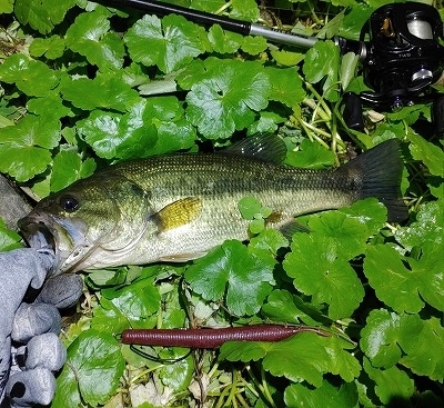 f:id:puchitenshi:20220410083419j:plain