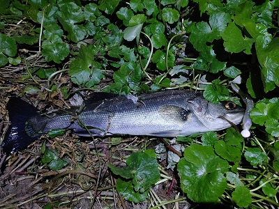 f:id:puchitenshi:20220410083433j:plain