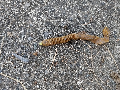 f:id:puchitenshi:20220410083539j:plain