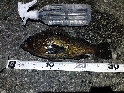 f:id:puchitenshi:20220410083711j:plain