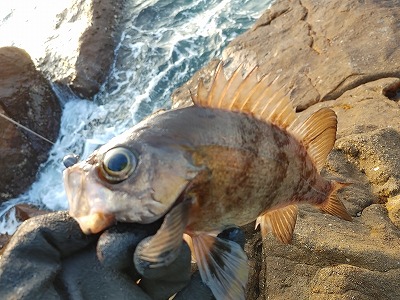 f:id:puchitenshi:20220410083849j:plain