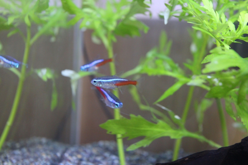 f:id:pudding_info:20160822201755j:plain