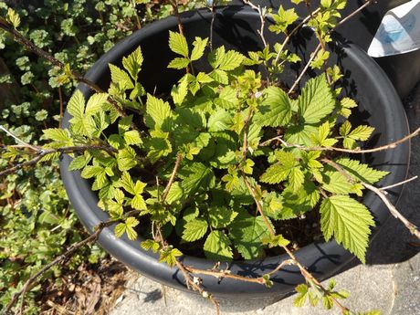 f:id:pudotful:20200318234146j:plain