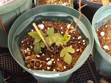 f:id:pudotful:20200318234217j:plain