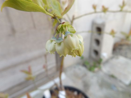 f:id:pudotful:20200321005303j:plain