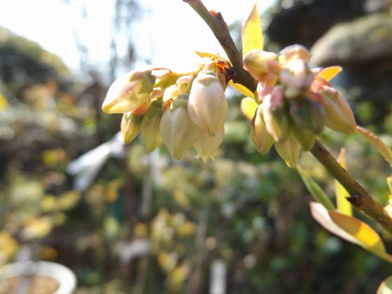 f:id:pudotful:20200322234054j:plain