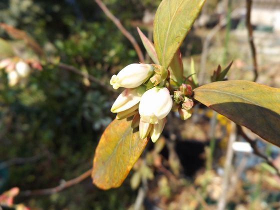 f:id:pudotful:20200322234131j:plain