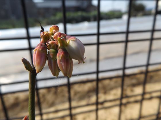 f:id:pudotful:20200322234227j:plain