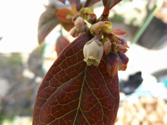 f:id:pudotful:20200322234413j:plain