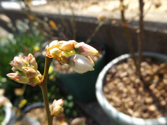 f:id:pudotful:20200322234534j:plain