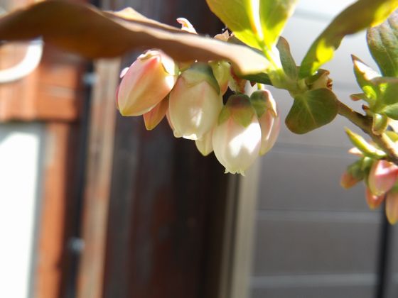 f:id:pudotful:20200322234604j:plain