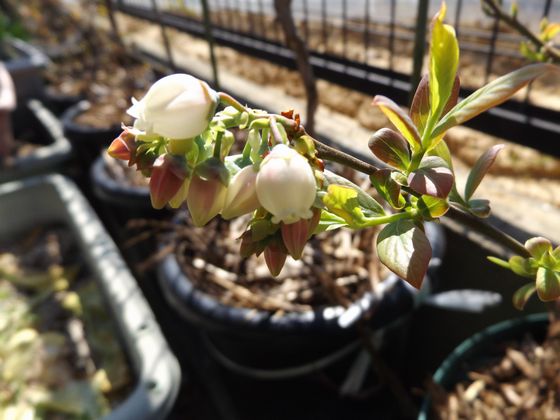 f:id:pudotful:20200323225949j:plain