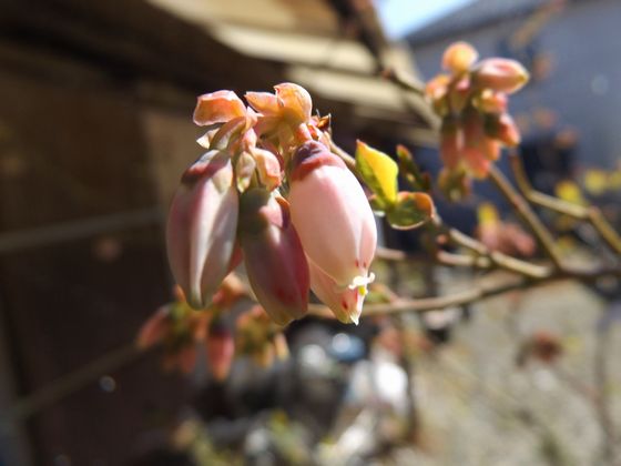 f:id:pudotful:20200323230011j:plain