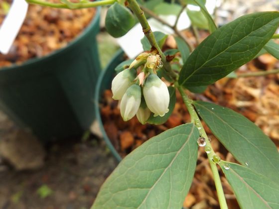 f:id:pudotful:20200418231449j:plain