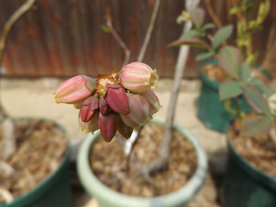 f:id:pudotful:20200418231504j:plain