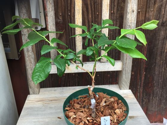 f:id:pudotful:20200511014546j:plain f:id:pudotful:20200511014546j:plain