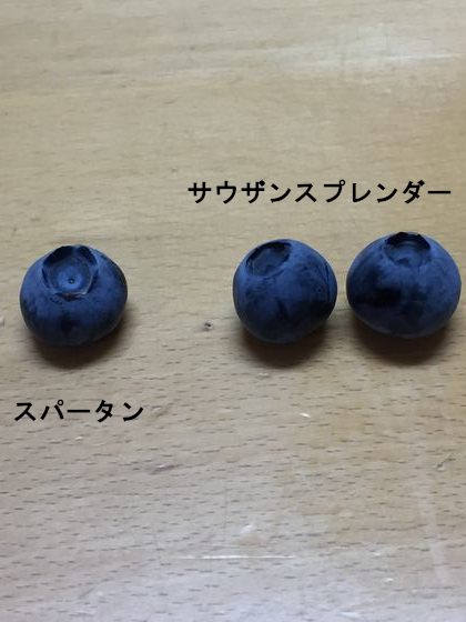 f:id:pudotful:20200528025201j:plain f:id:pudotful:20200528025201j:plain