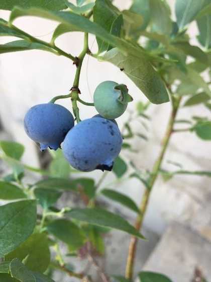 f:id:pudotful:20200601001040j:plain