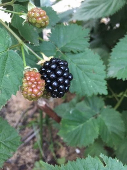 今こそブラックベリー ちょこっとブルーベリー 今こそブルーベリー